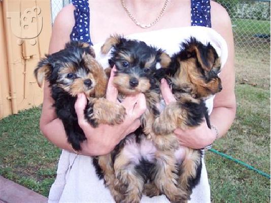 PoulaTo: yorkies Φλυτζάνι Τσαγιού ΚΟΥΤΑΒΙΑ