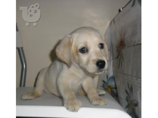 Labrador retriever