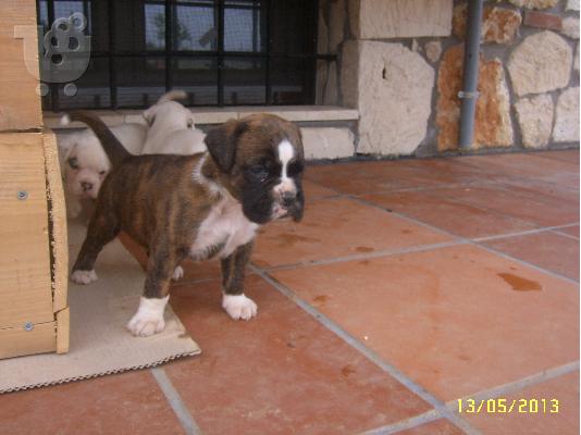 boxer