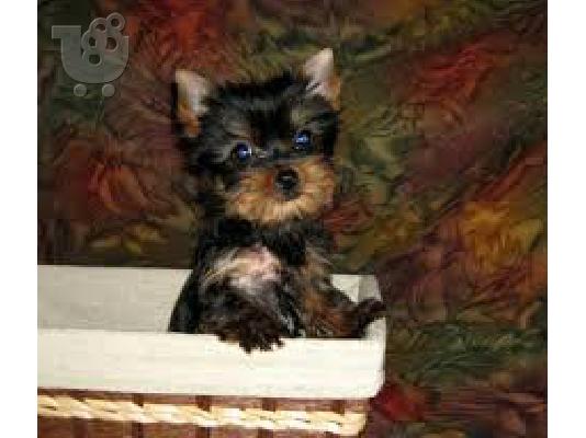 PoulaTo: YORKSHIRE TERRIER