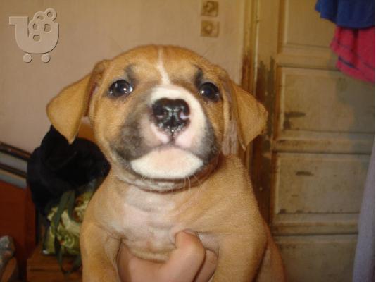 PoulaTo: PITBULL