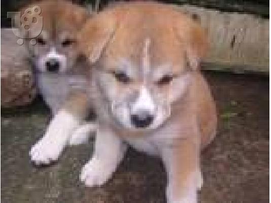 PoulaTo: Akita-Ακίτα Inu