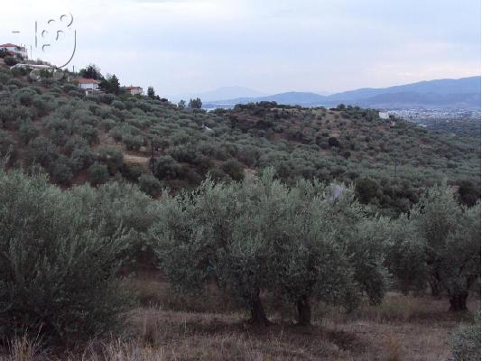PoulaTo: Ελαιοπερίβολο-Φυτόκο Βόλου