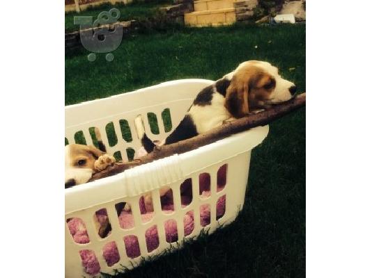 Γεια σου έχω για διάθεση ένα χαριτωμένο beagle