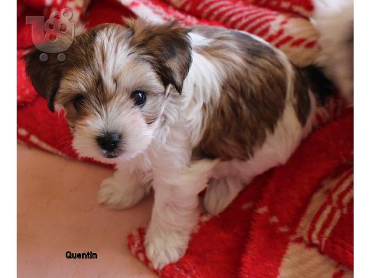 PoulaTo: Τα κουτάβια Yorkshire Terrier προς πώληση.