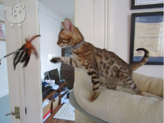 Γατάκι Savana Bengal