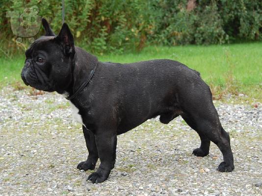 Boxer