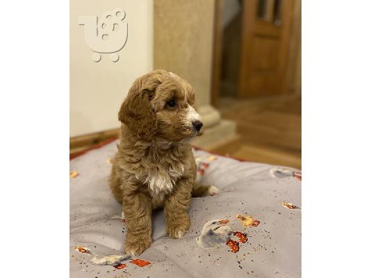 PoulaTo: Cocker Spaniel Puppies Available