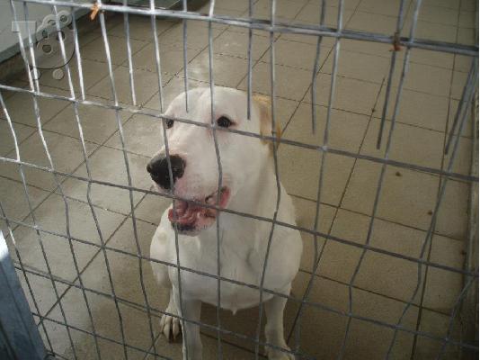 PoulaTo: Ημίαιμη Dogo Argentino χαριζεται