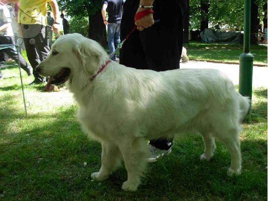 GOLDEN RETRIEVER