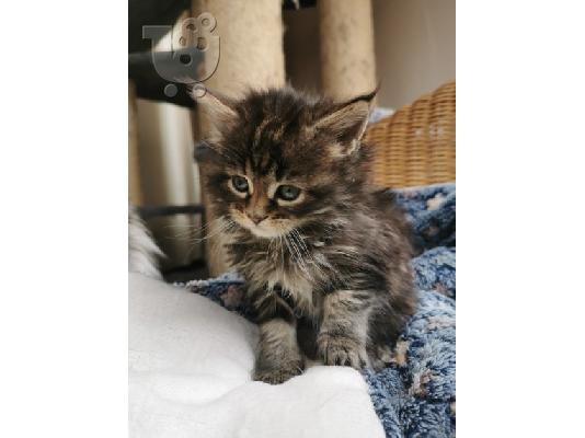 Το Maine coon Kitten Gccf είναι εγγεγραμμένο