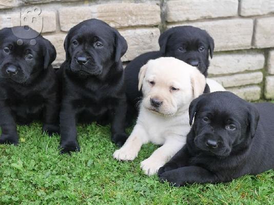 PoulaTo: Labrador retriever