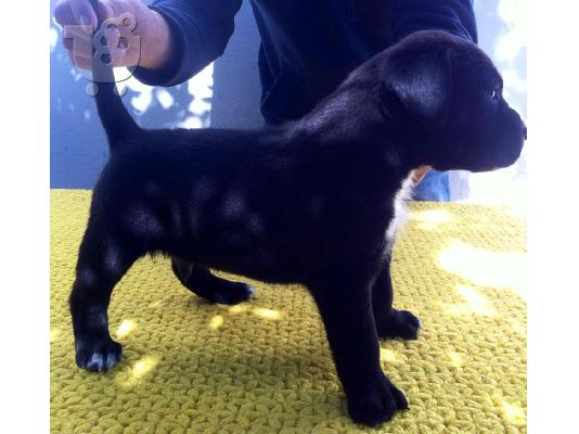 PoulaTo: CANE CORSO
