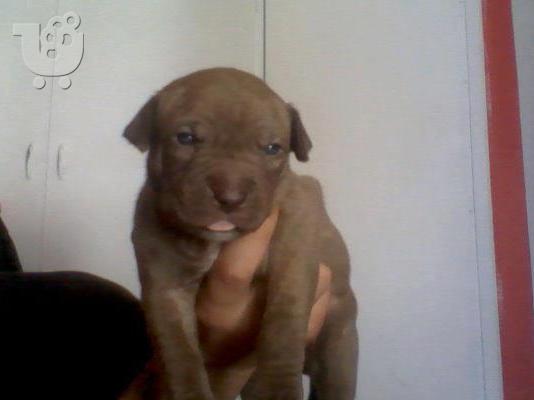 koutavia pit-bull red nose