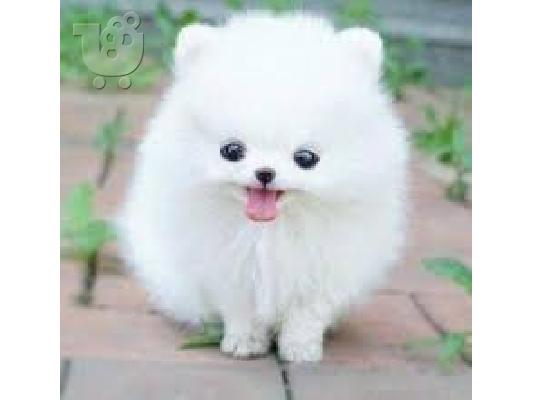 T-Cup Pomeranian Κουτάβια