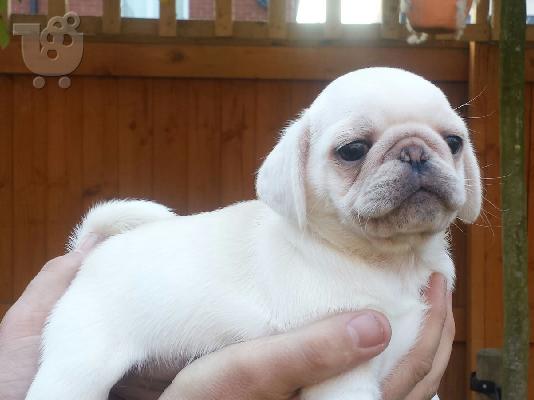 PoulaTo: πατημασιά κουτάβια / pug puppies
