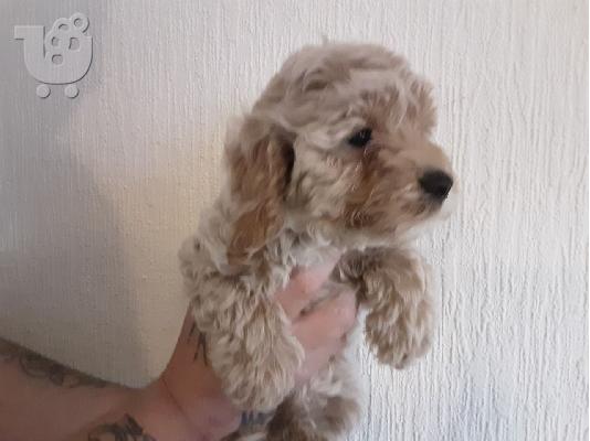 PoulaTo: F2 Cockapoo κουτάβια προς πώληση στο Loving Forever Home