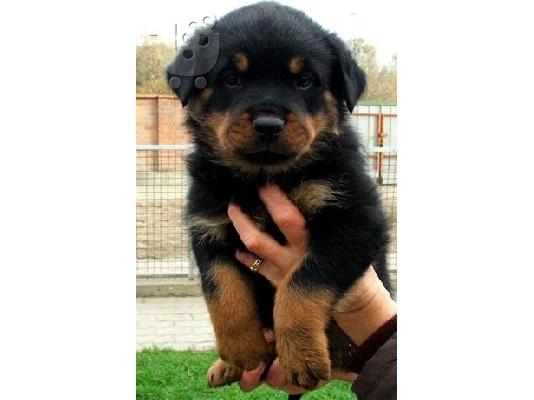 PoulaTo: Rottweiler
