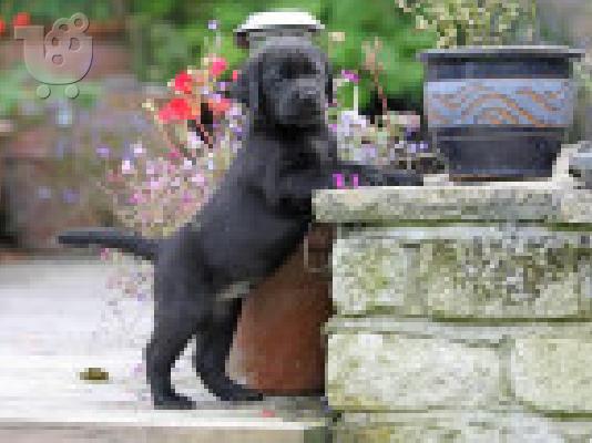PoulaTo: κουτάβι Labrador retriever