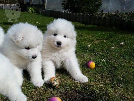 PoulaTo: samoyed κουτάβια