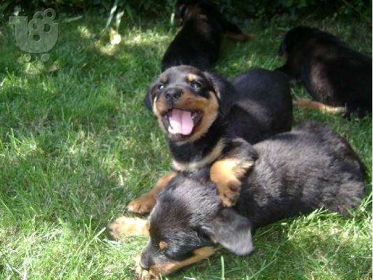 rottweiler ροτβαιλερ