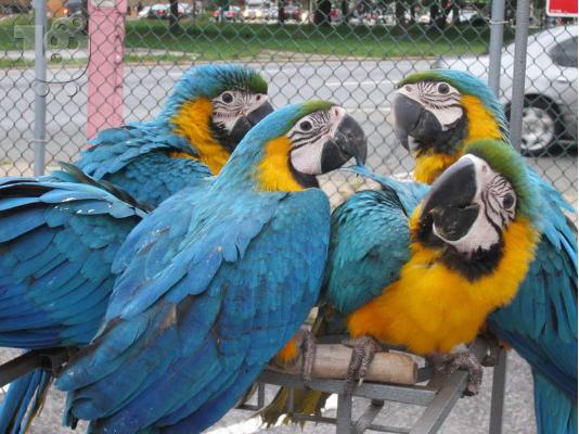 PoulaTo: Όμορφα μωρά Scarlet Macaw με κλουβί