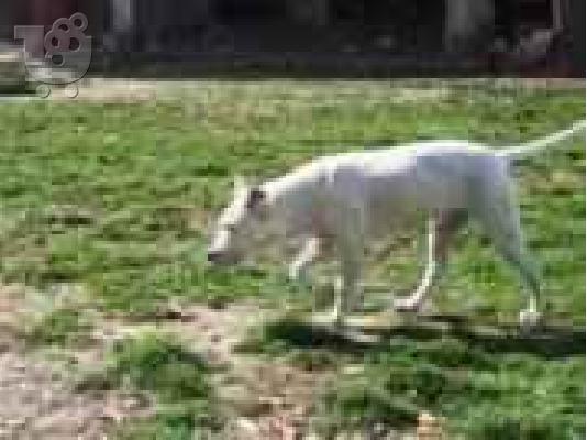 PoulaTo: (ντογκο αρτζεντινο Dogo Argentino)