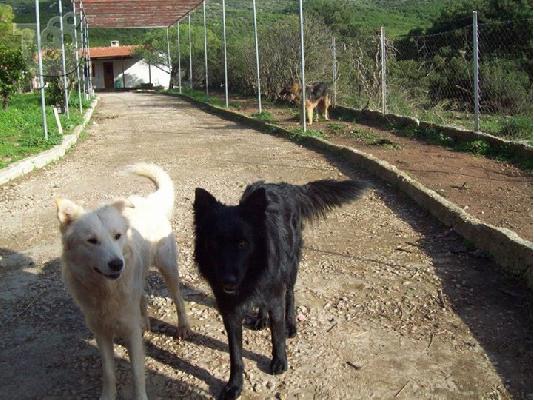 PoulaTo: Ημιαιμοι λυκοι/κολευ χαριζονται