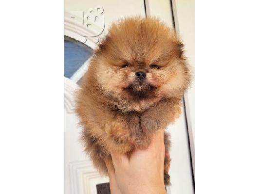 Pomeranian Spitz κουτάβια