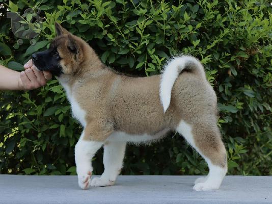 Κουτάβια American Akita