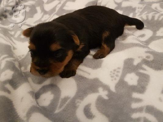 PoulaTo: Yorkshire Terrier
