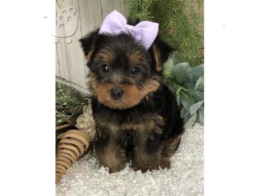 PoulaTo: Teacup Yorkie κουτάβια