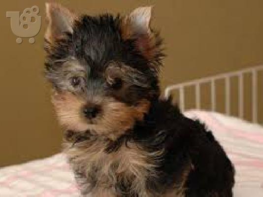 Αρσενικά και θηλυκά κουτάβια Yorkie