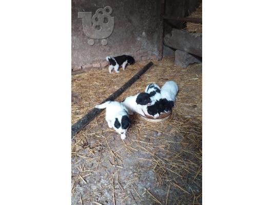 Pomeranian καθαροαιμα Αθηνα-Θεσσαλονικη-Νησια dogsmania.gr 6979314054...