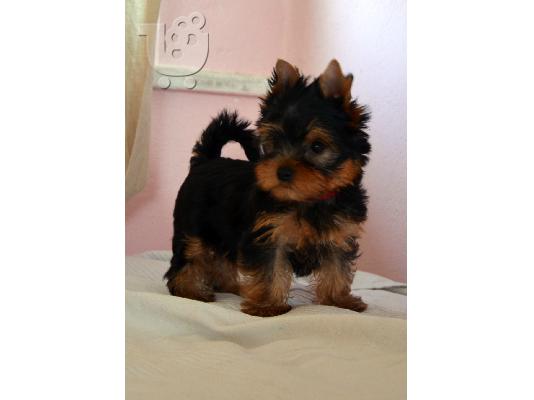 Yorkshire Terrier με PEDIGREE