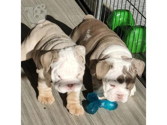 PoulaTo: Male & Female Bulldog Puppies For Sale