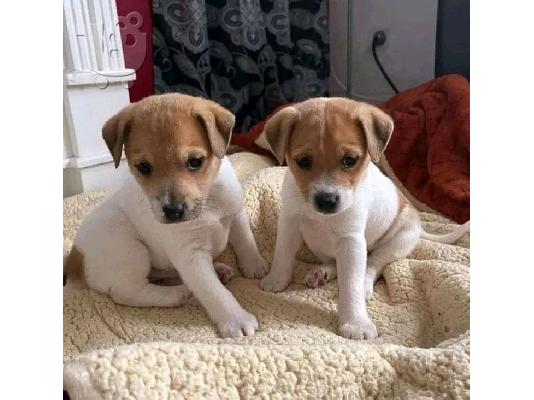 Τα κουτάβια Jack Russell για το νέο τους σπίτι