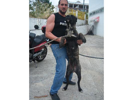 PoulaTo: bandog mastif ΜΠΑΝΤΟΓΚ Μαστίφ