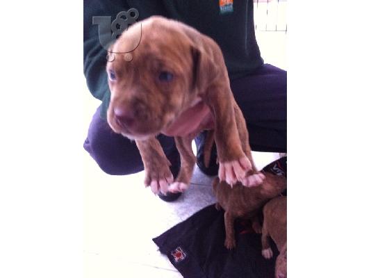 pitbull rednose