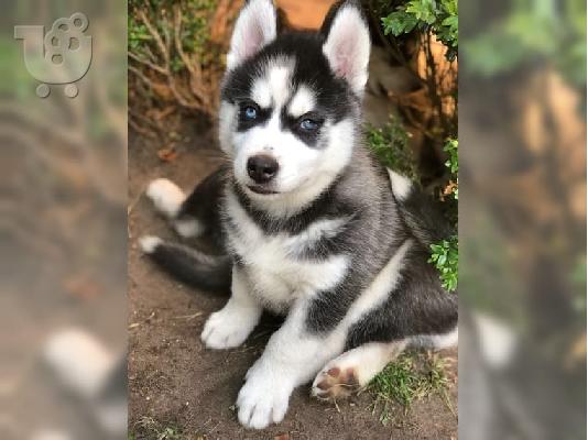 PoulaTo: Αξιολάτρευτο Siberian Husky κουτάβια