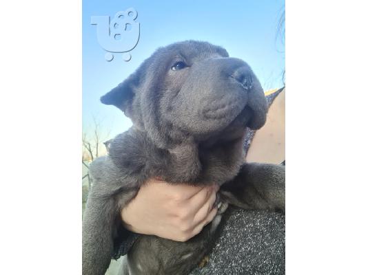 Τα κουτάβια Shar pei