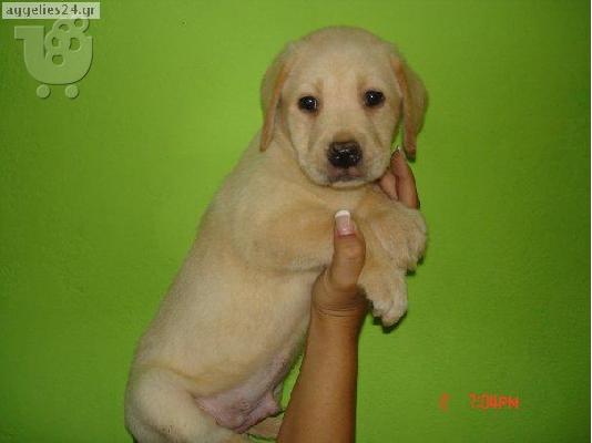 labrador
