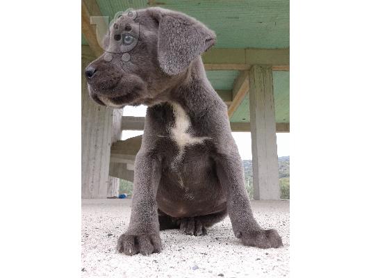 κουταβια cane corso