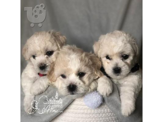 PoulaTo: Bichon Frize κουτάβια