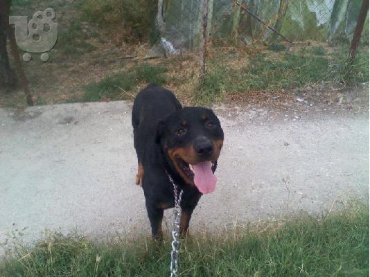 PoulaTo: ROTTWAILLER 6978239955