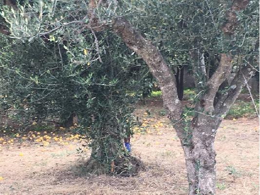 PoulaTo: Πώληση οικοπέδου στον Κάτω Αλισσό Αχαίας