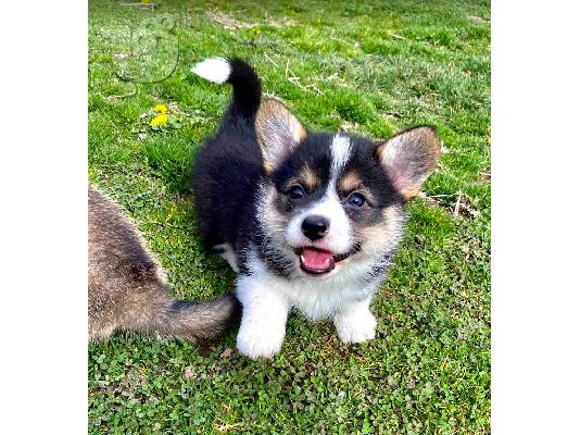 Welsh Corgi - Pembroke κουτάβια