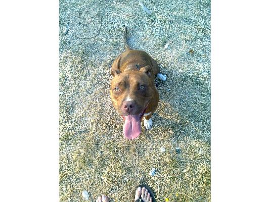 πωλειται θυληκο pitbull red nose