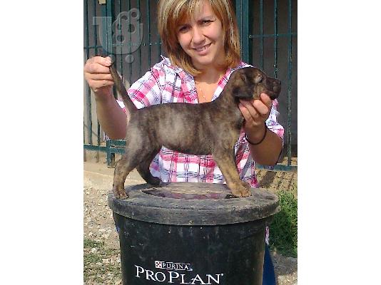 pressa canario