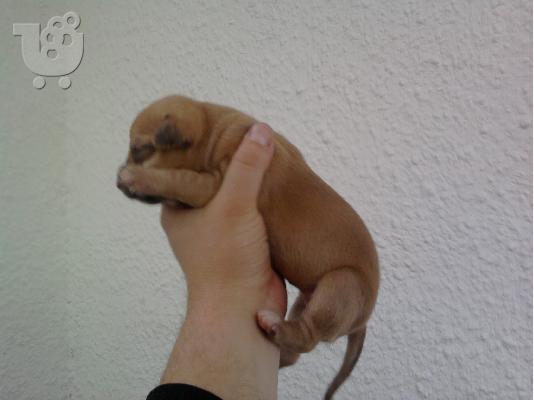 American pitbull terrier 